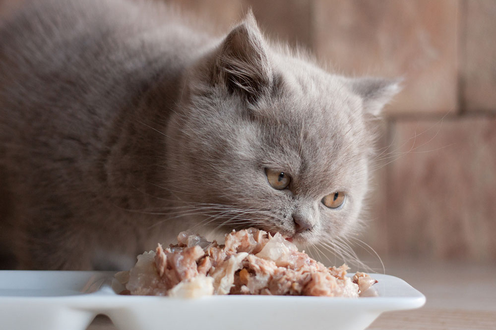 6 Human Foods Perfectly Safe for Cats